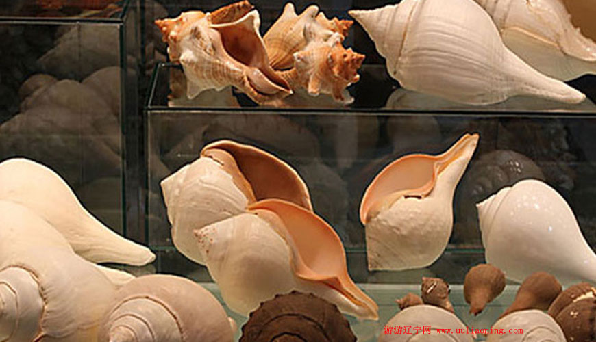 大连贝壳博物馆