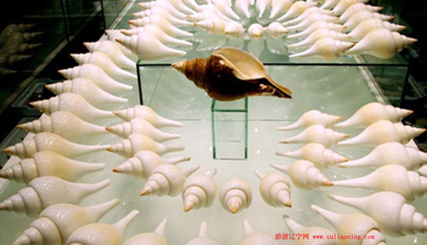 大连贝壳博物馆